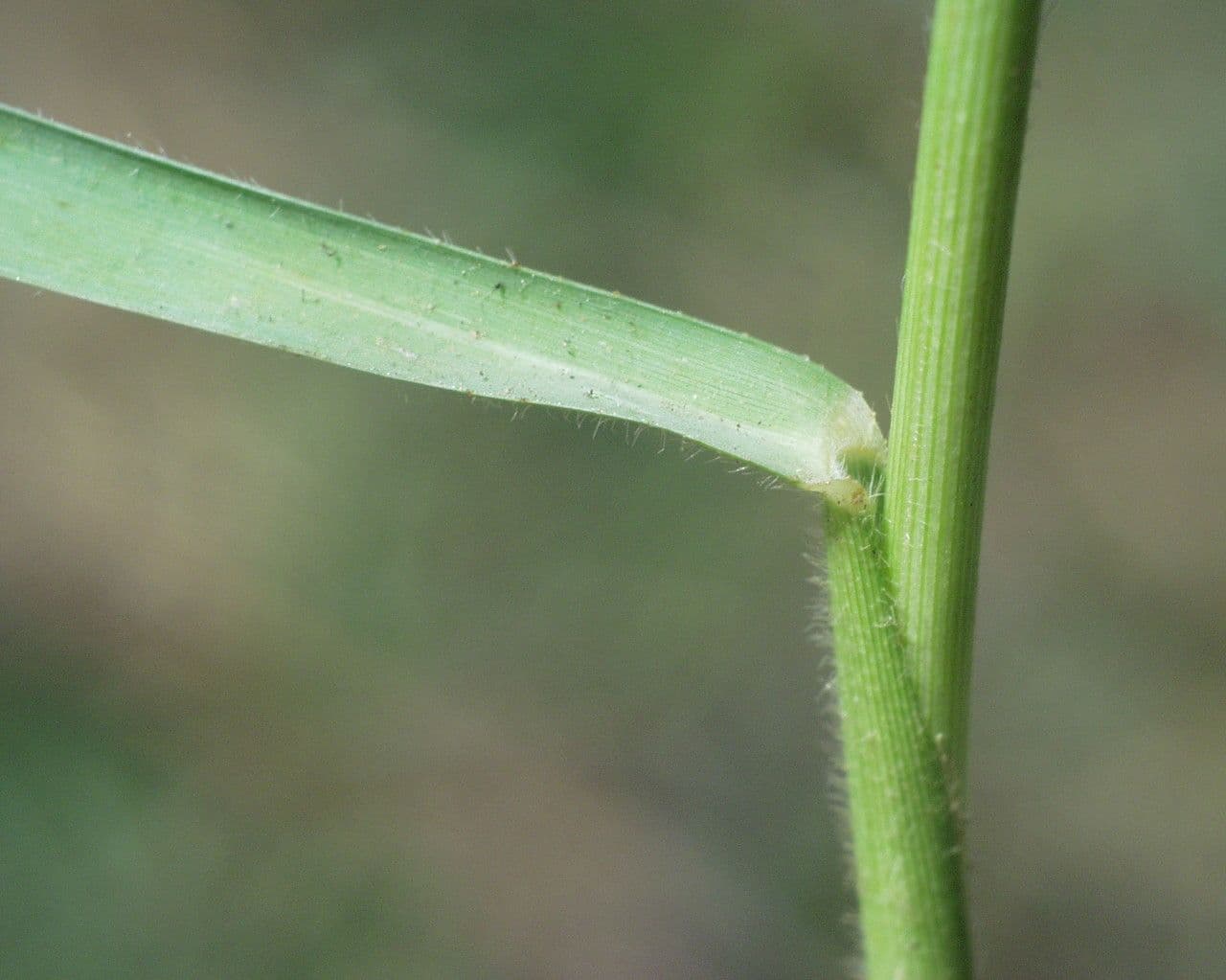 Kriechende Rispe 24