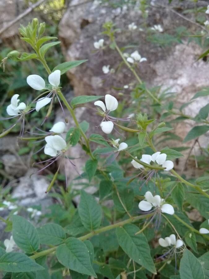 Fiore ragno spinoso 3