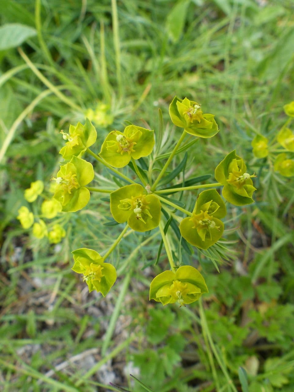 Lechetrezna 10