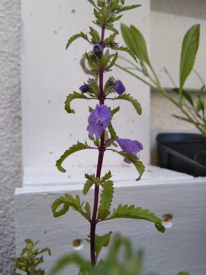 Dracocéphale de Moldavie 8