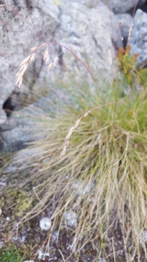 Festuca varia
