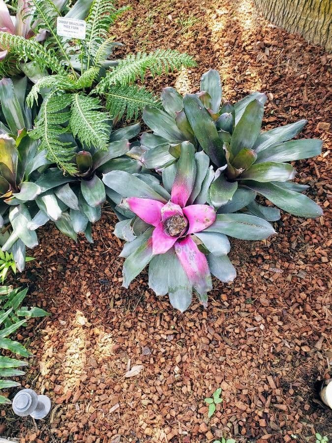 Bromelia arrossata 3