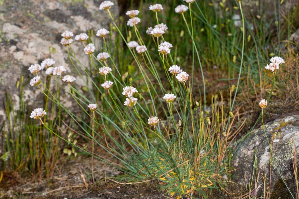 Armeria sarda 2