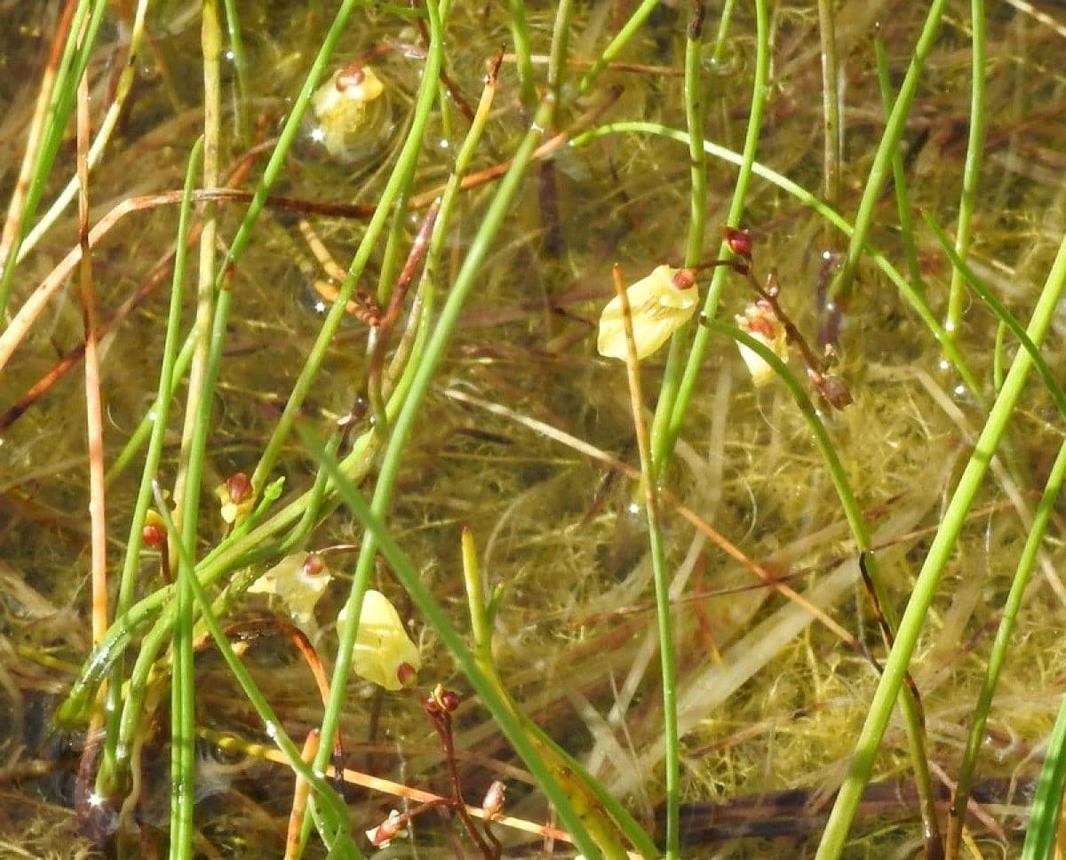 Erba-vescica minore 14
