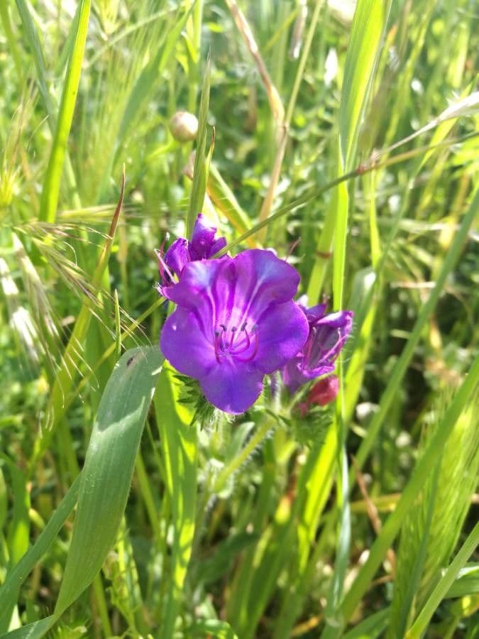 Flor morada 6