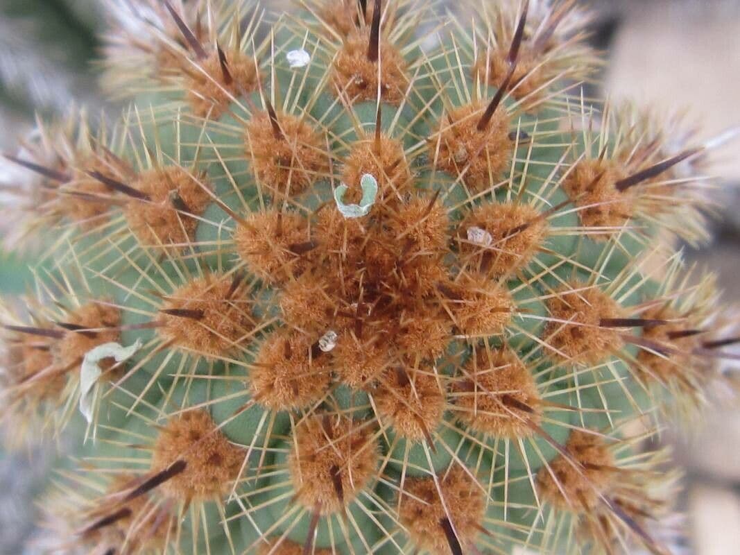 Pilosocereus pachycladus 24