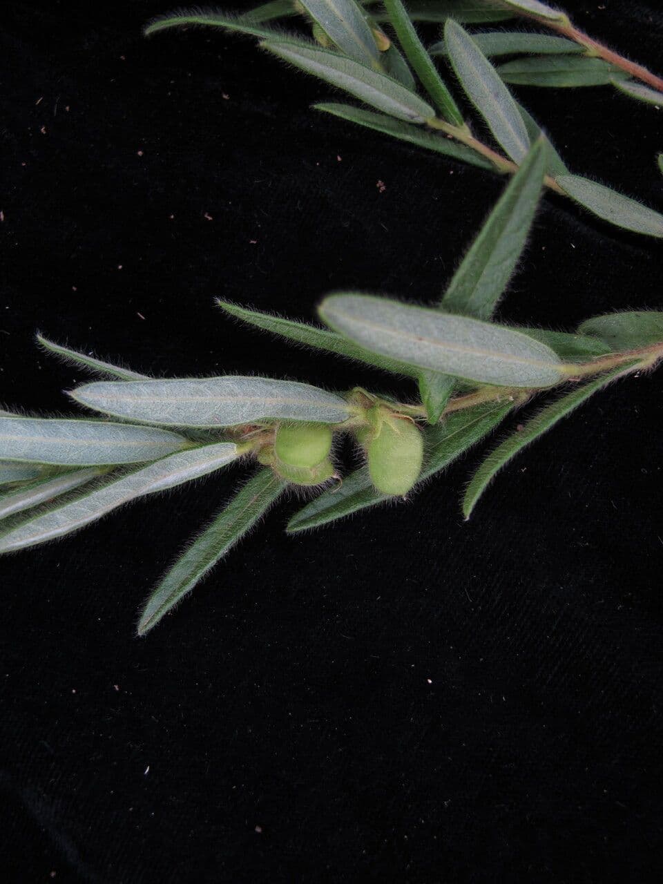 Eriosema 5
