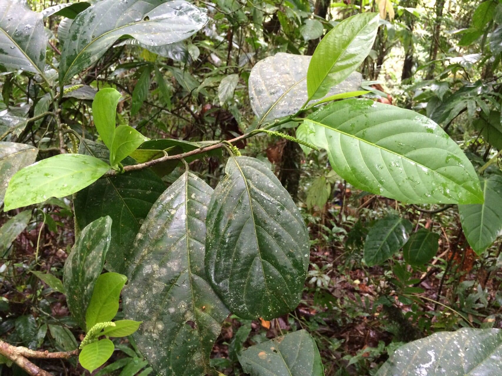 Capulin costarricense 11