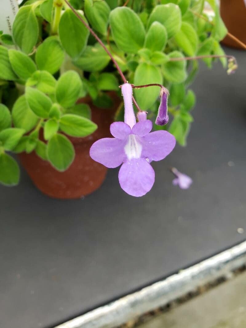 Streptocarpus 2
