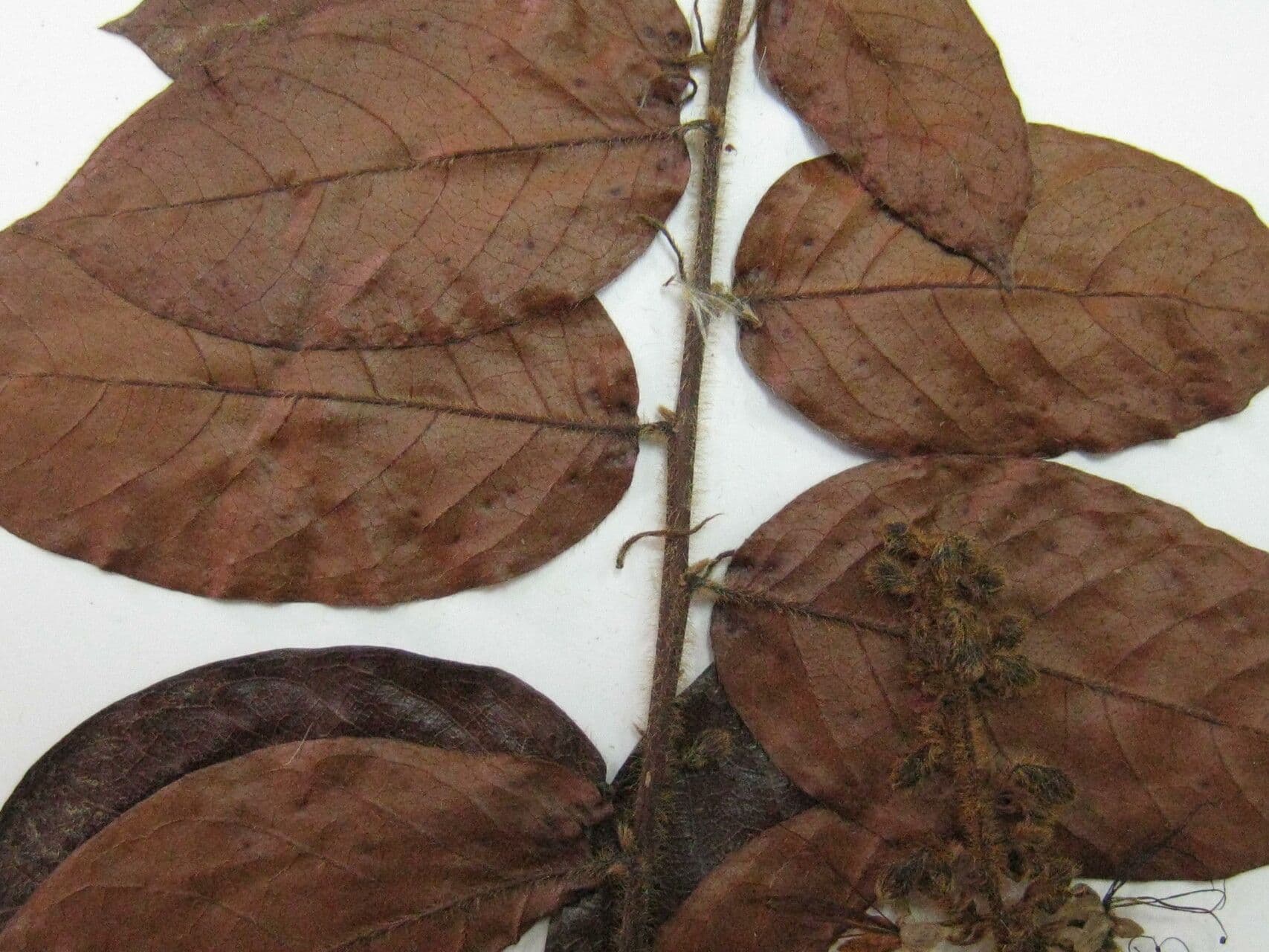 Hirtella