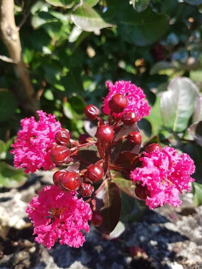 Lagerstroemia