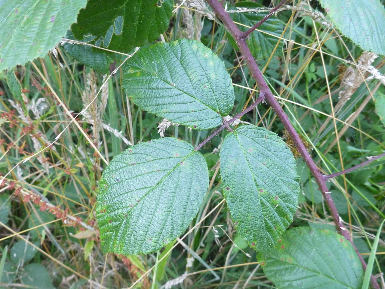 Rovo 12