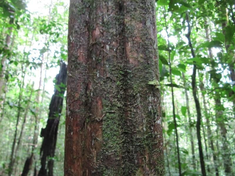 Amaioua guianensis 5