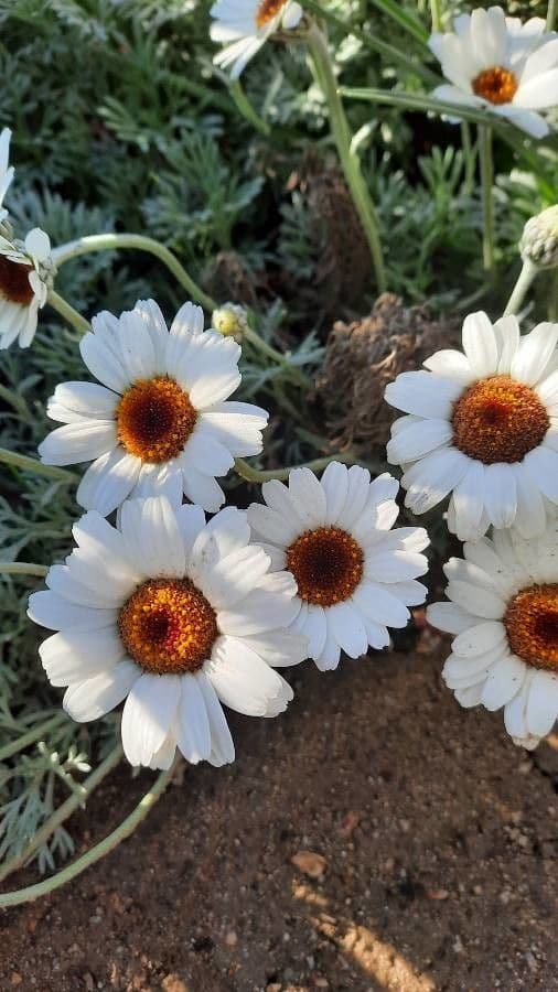 Rhodanthemum 4