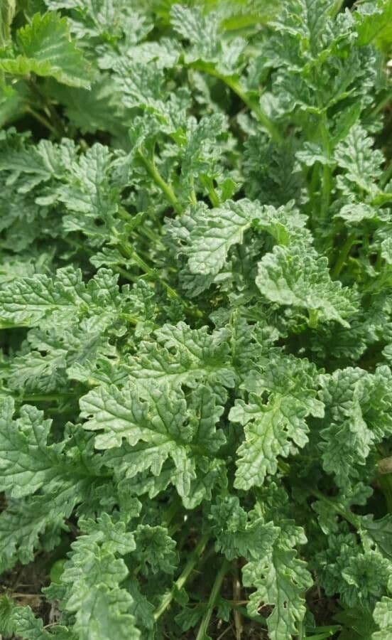 Senecio 15