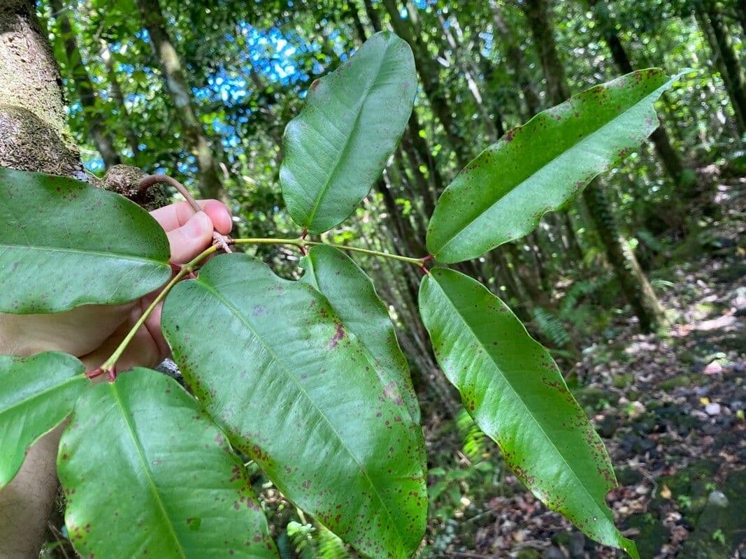 Syzygium 19