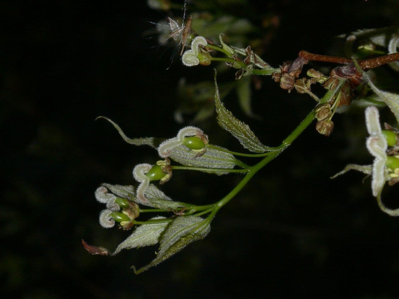 Bagolaro 9
