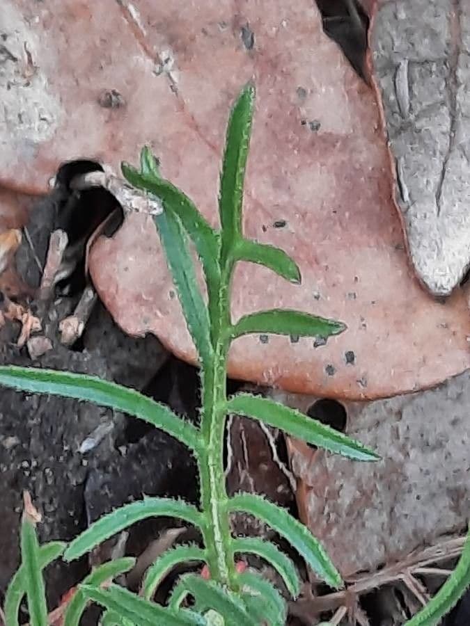 Crupina comune 12