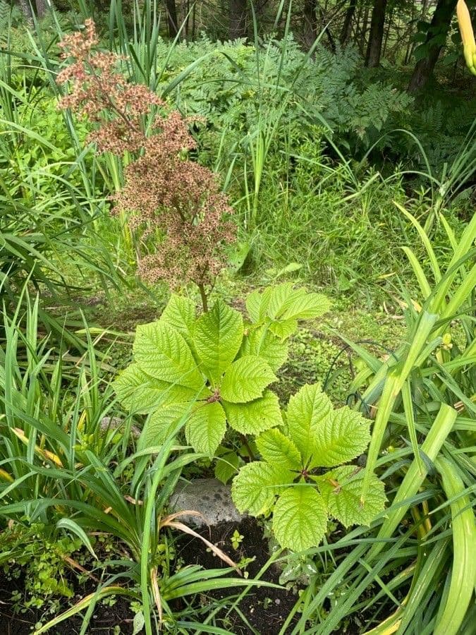 Rodgersia 7