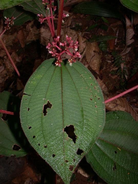 Miconia 16