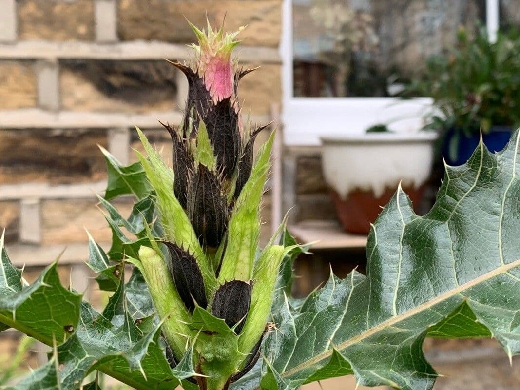 Acanthus
