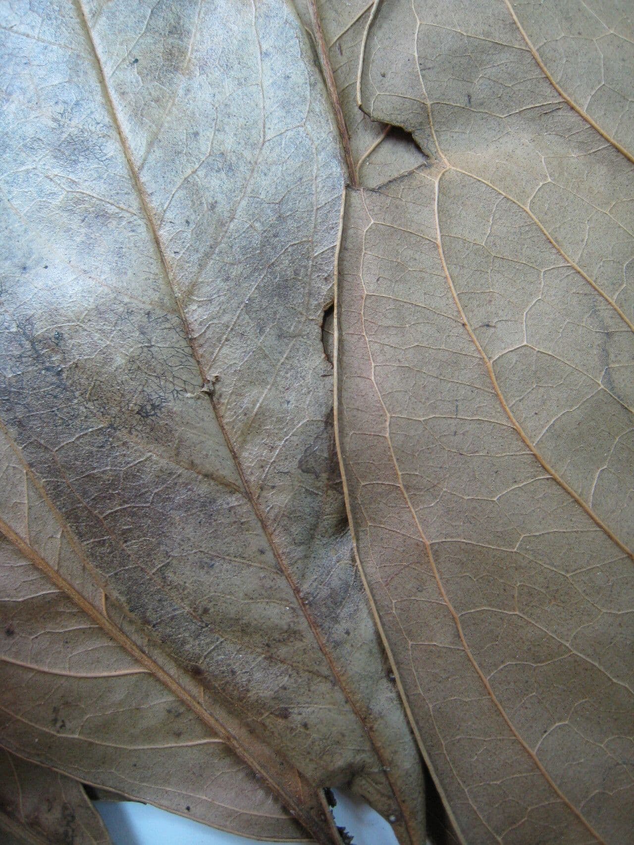Roupala 2