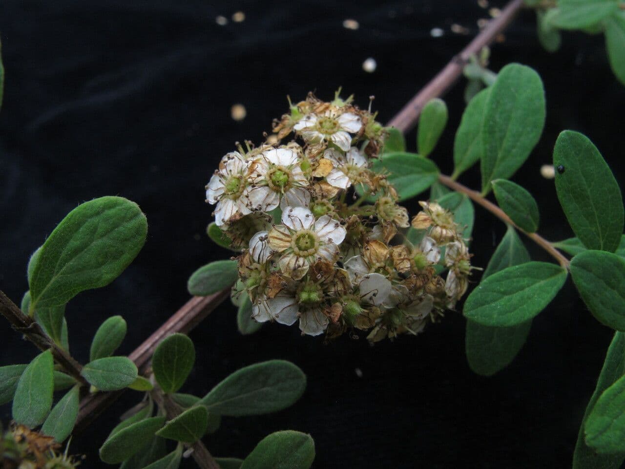 Espirea 2