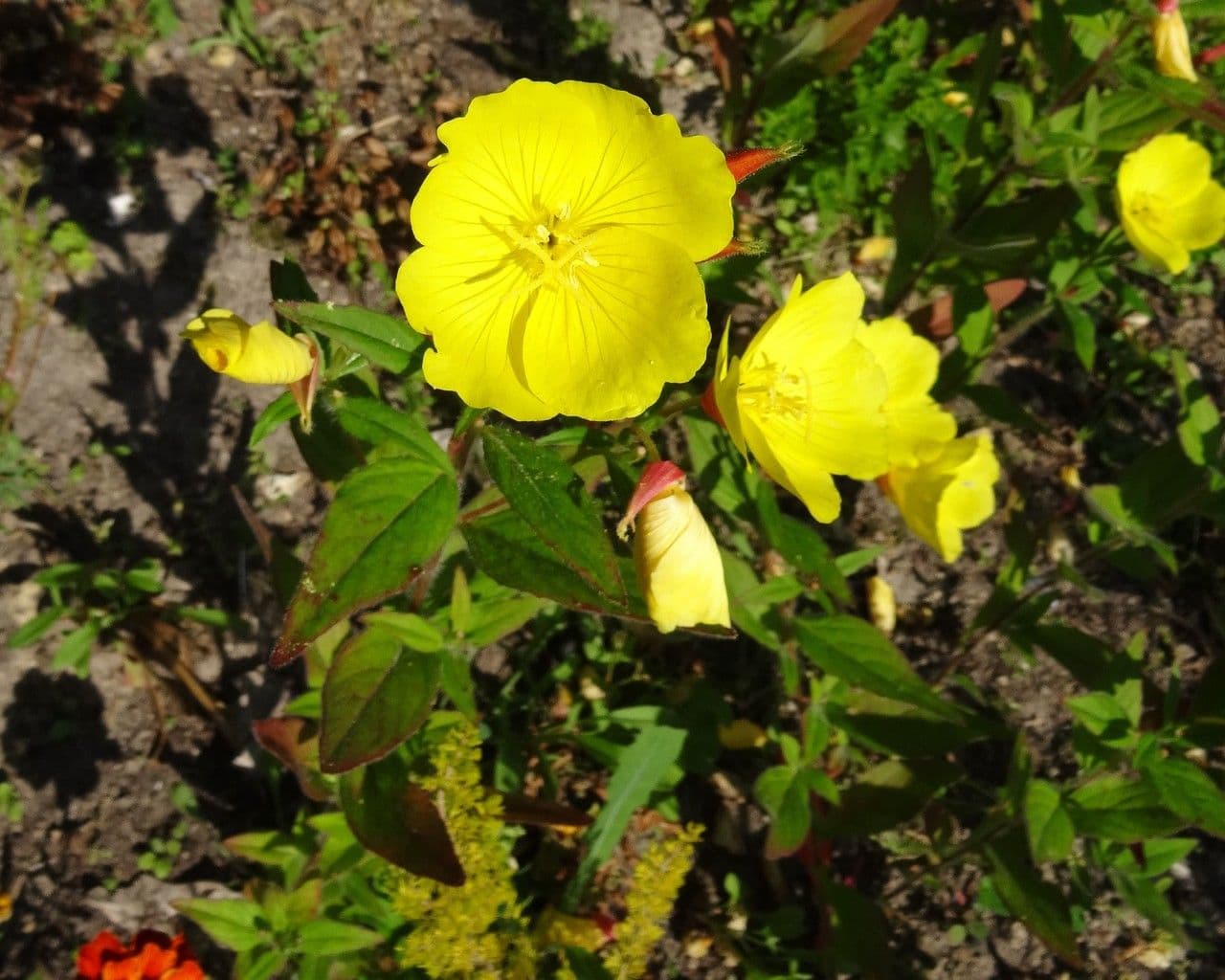 Enagra tetragona 3