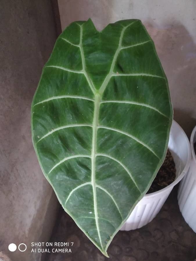 Alocasia 6