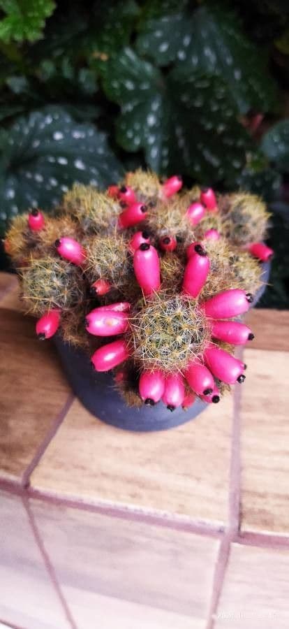 Cactus proliferante 2