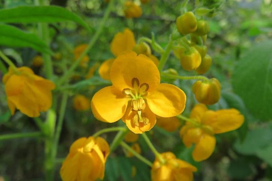 Senna 2