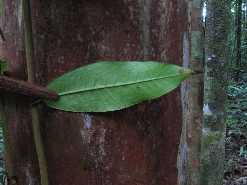 Myrcia 6