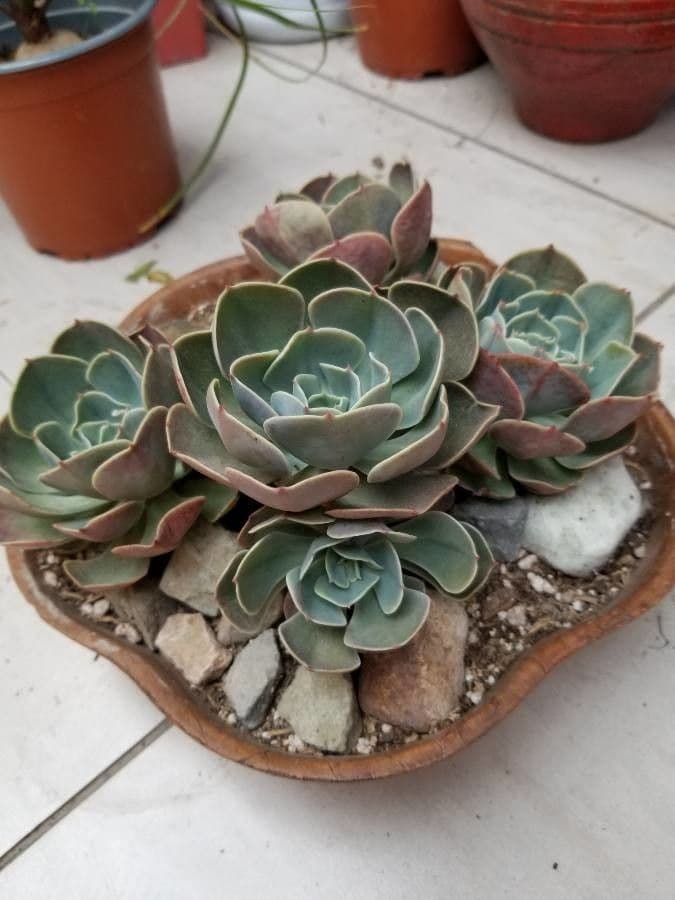 Echeveria secunda 3