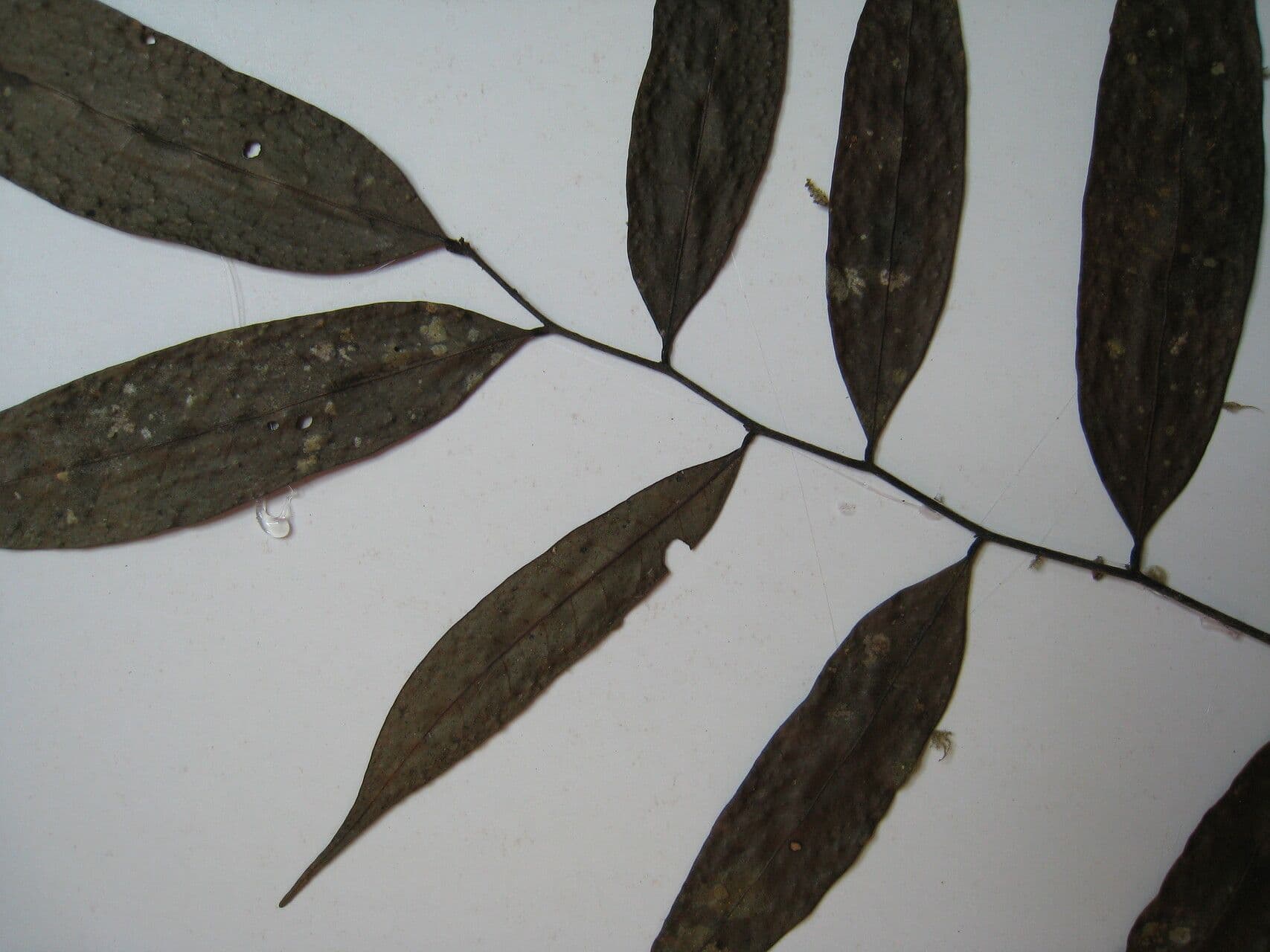 Unonopsis 4