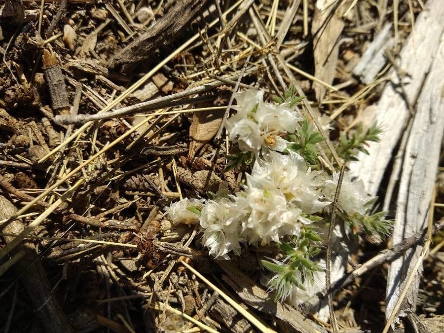 Paronychia capitata 17