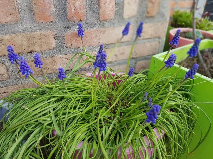 Muscari azzurro 24