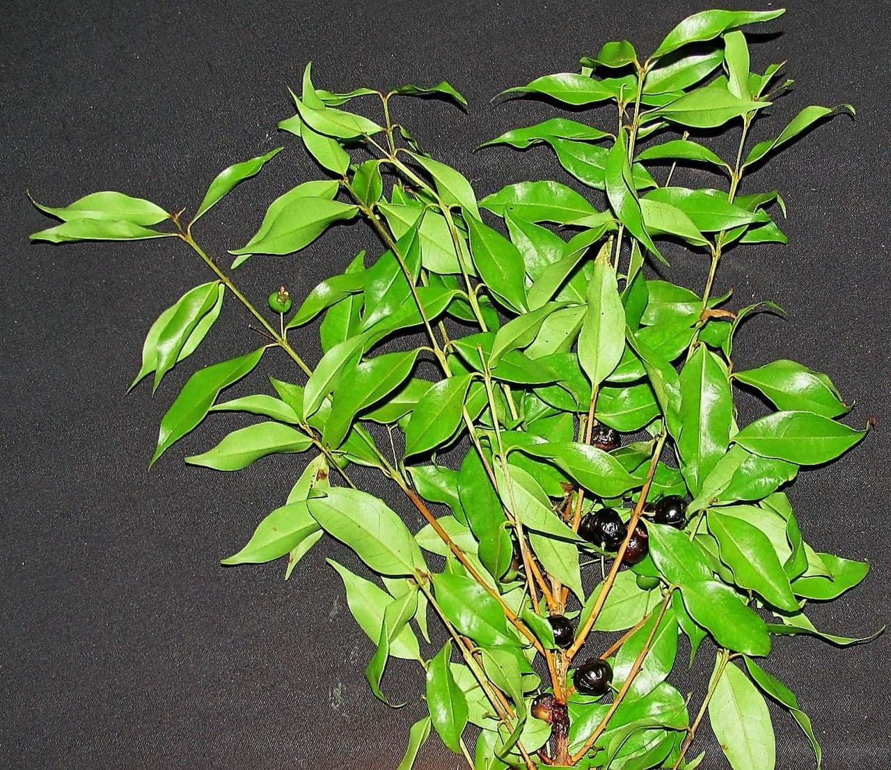 Berg-Myrte 16