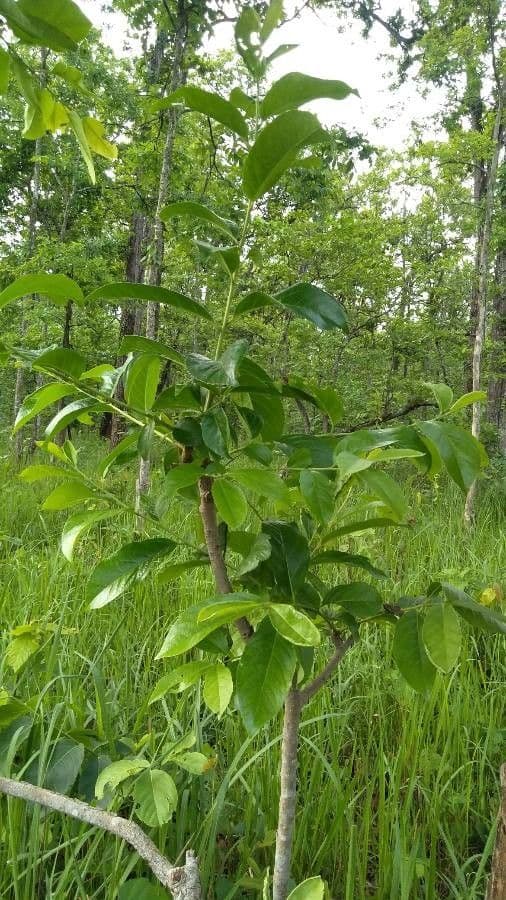 Oriental bittersweet 14