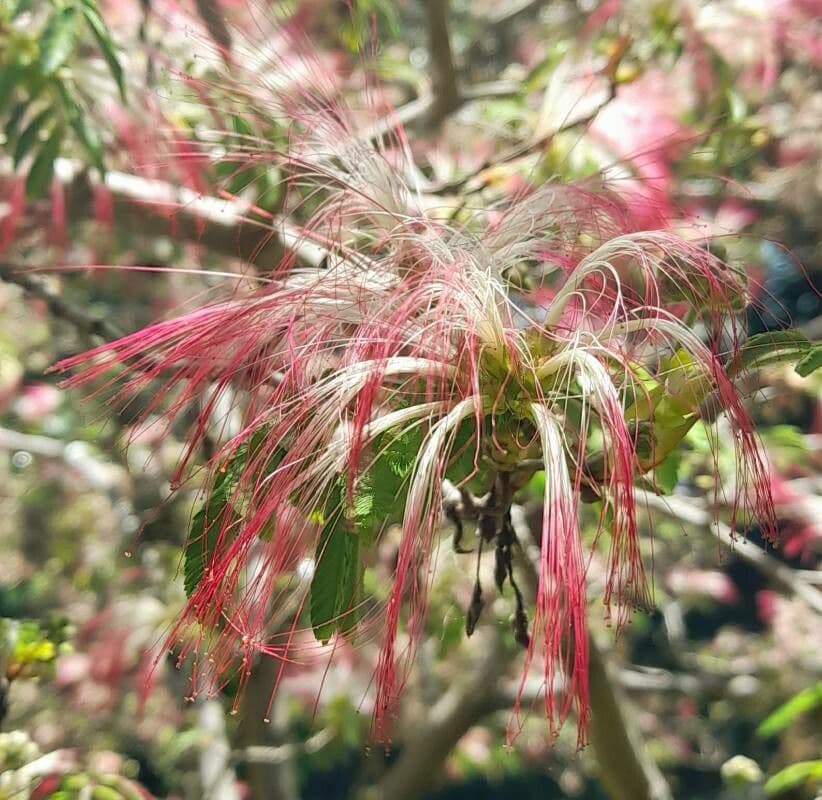 Calliandra 2