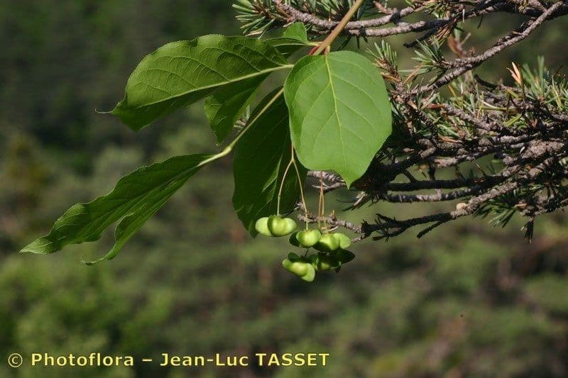 Fusain à larges feuilles 26