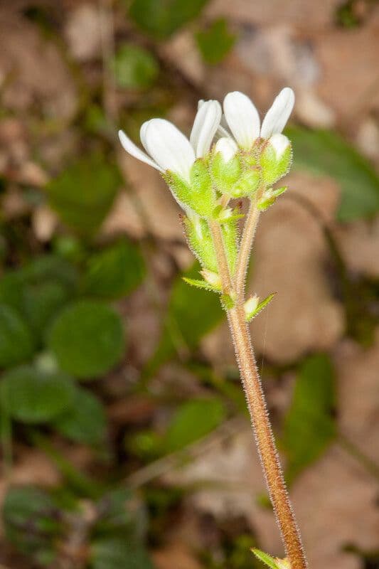 Sassifraga bulbifera 15