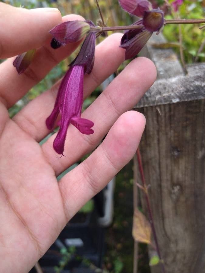 Salvia