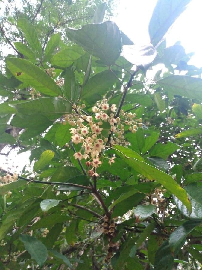 Cola acuminata 2