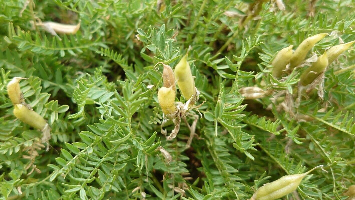 Oxytropis fetida 3