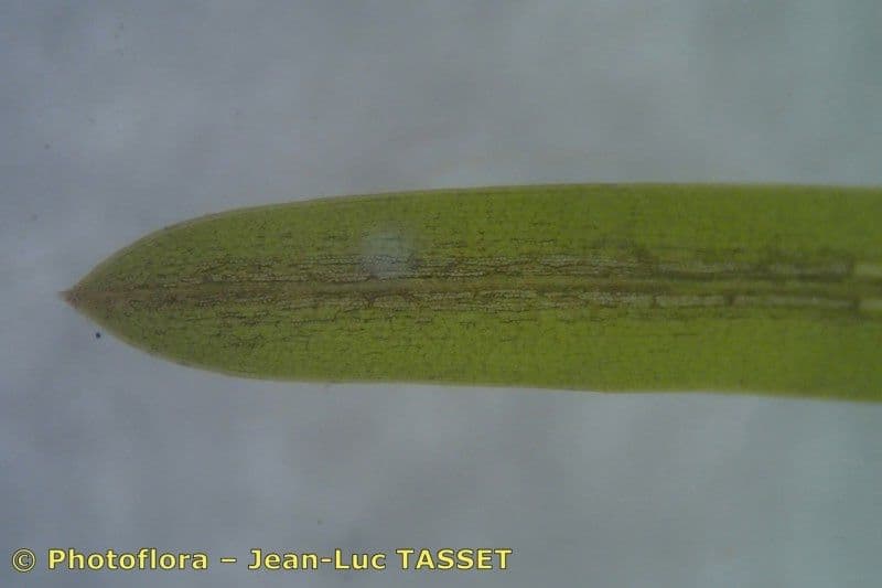 Brasca minima 7
