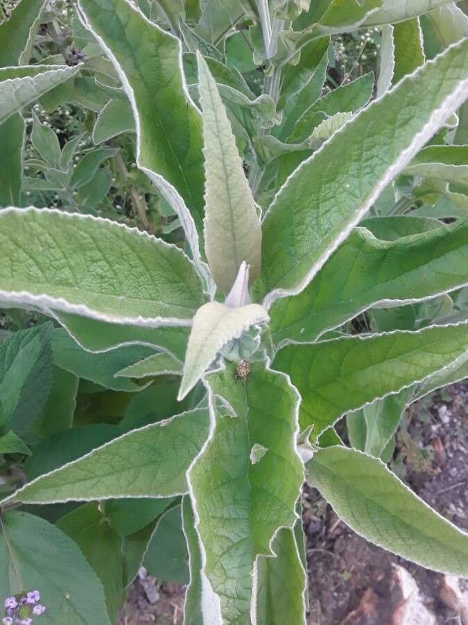 Buddleja stachyoides 14