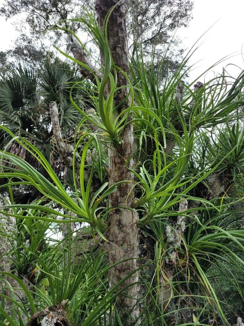 Tillandsia bulbosa 13