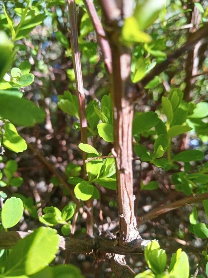 Spirea giapponese 25