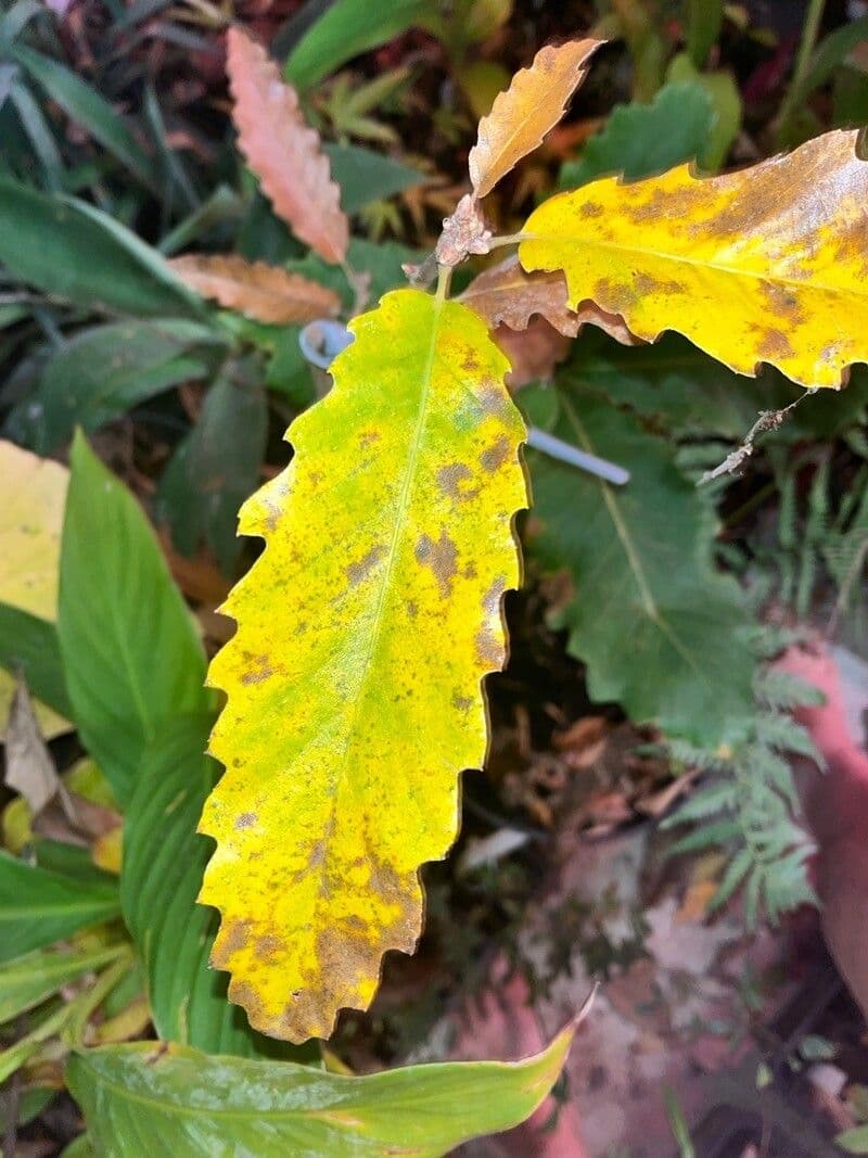 Quercia 9