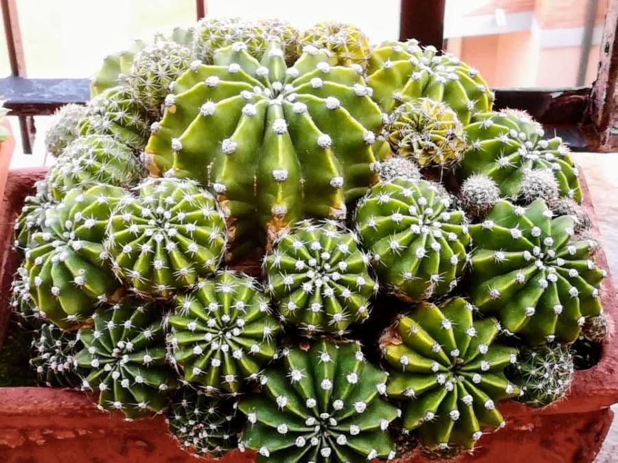 Echinopsis 9